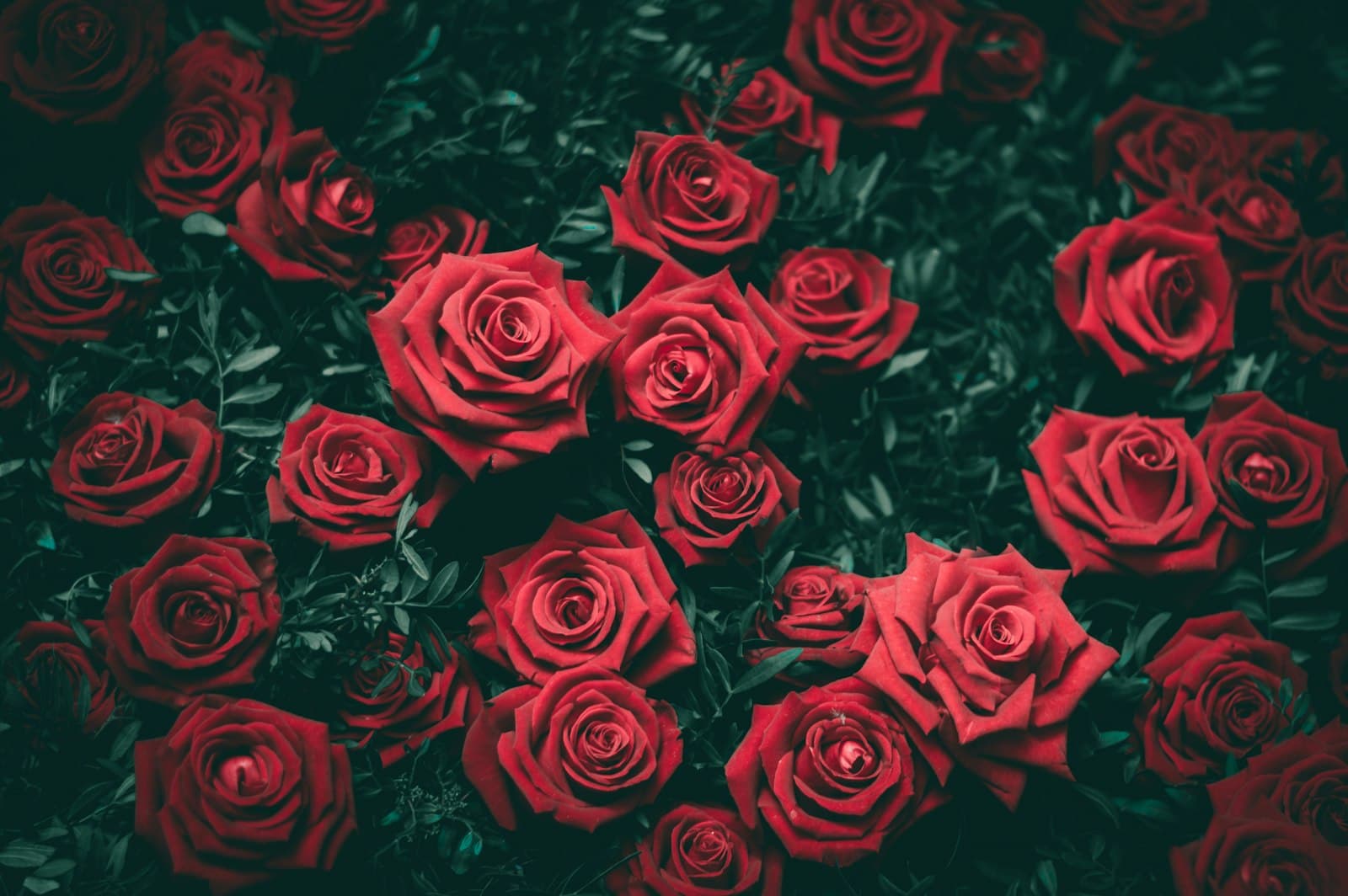 A dense arrangement of deep red roses