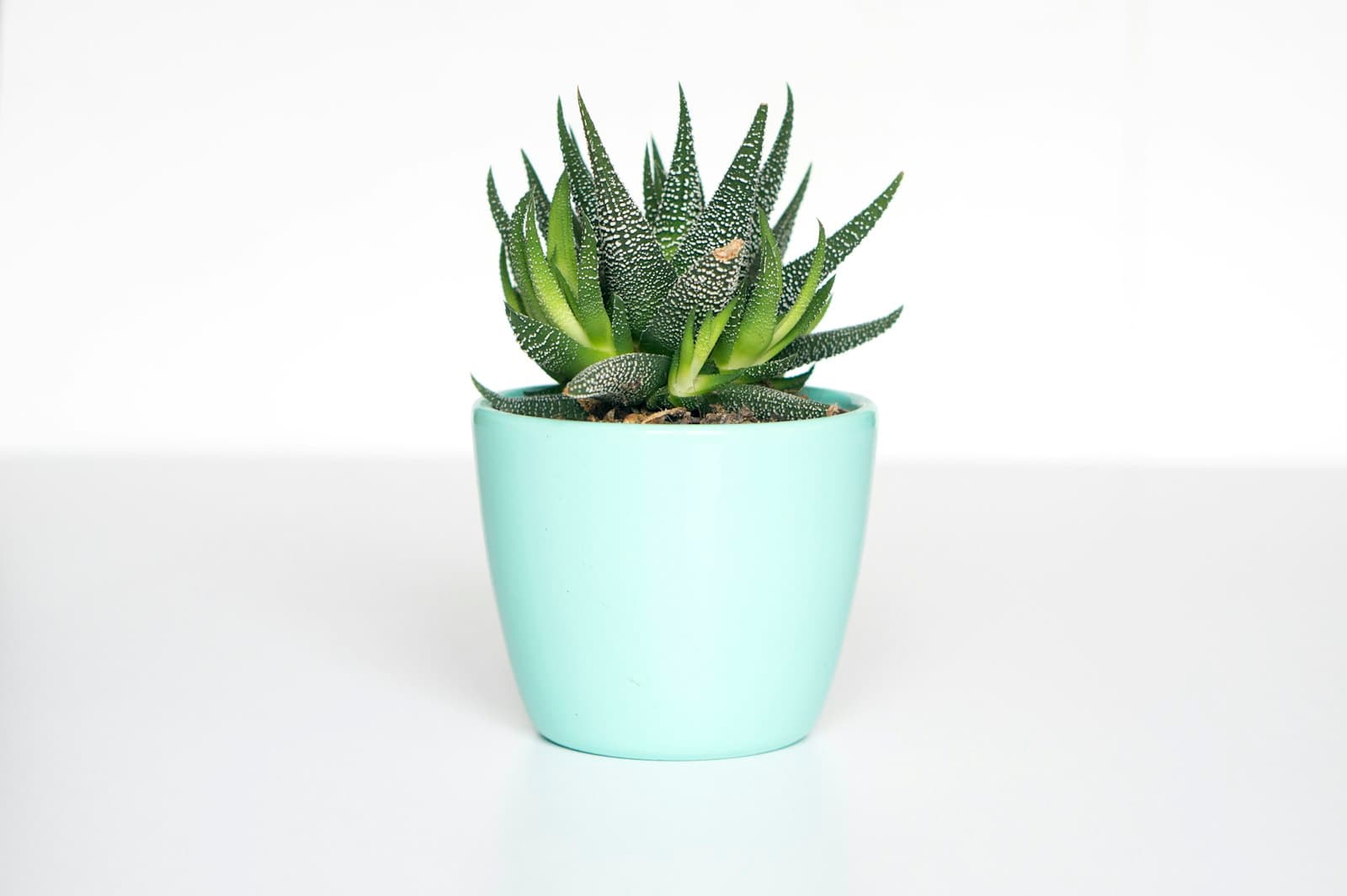 Haworthia succulent in a mint-green pot